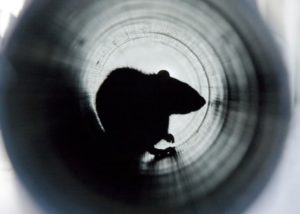 rats-crawling-through-pipes